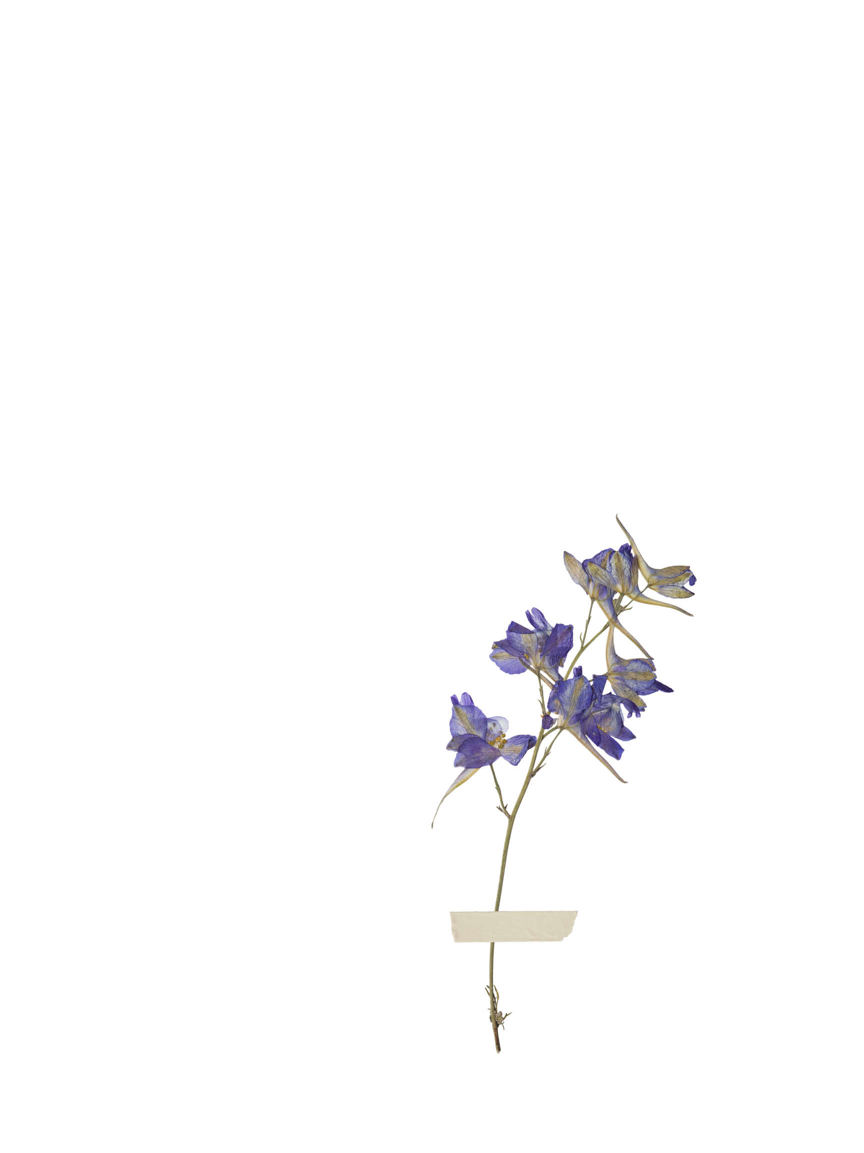 Purple Flower